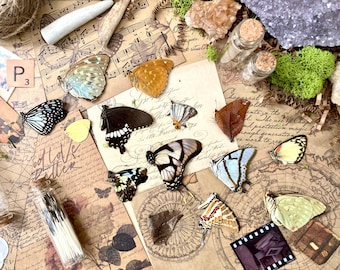 Mixed Lot 4 Real Mixed Butterfly Papered Specimen - Entomology Science Taxidermy Craft - Lepidoptera