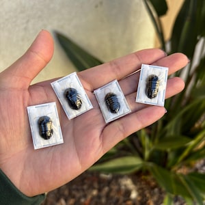 May include: Four small, black, beetle-like insects encased in clear plastic rectangles. The insects have a shiny, segmented appearance. The rectangles are held in a person's hand, with a blurred background of greenery.