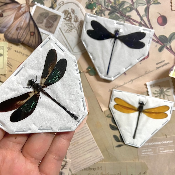 3x Dragonfly Pack, Euphaea variegata, Euphaea lara, Vestalis luctuosa,  taxidermy art projects A1