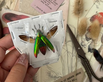 Wings open Green jewel beetle, Chrysochroa Fulminans, entomology, insect art, real insect, real beetle, Nature science, curio, oddity