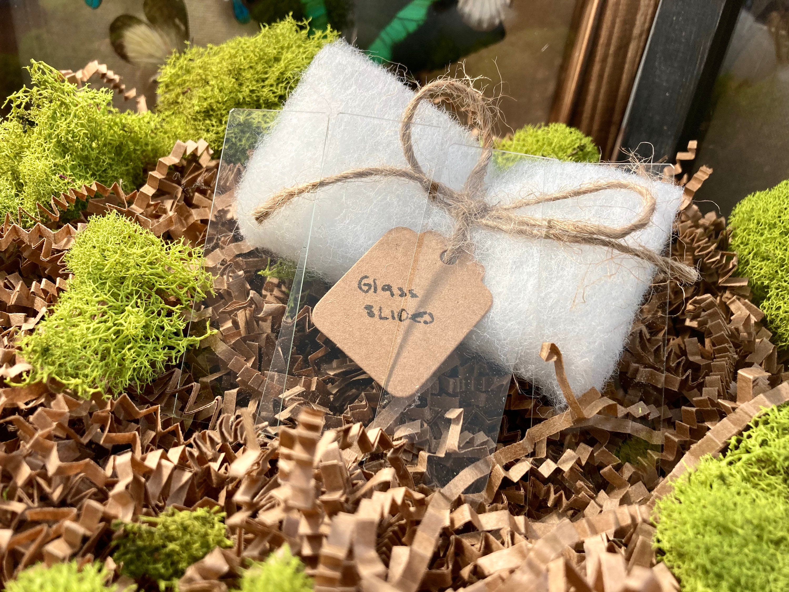 Complete Butterfly Mounting Kit Butterfly & Moth Spreading Etsy