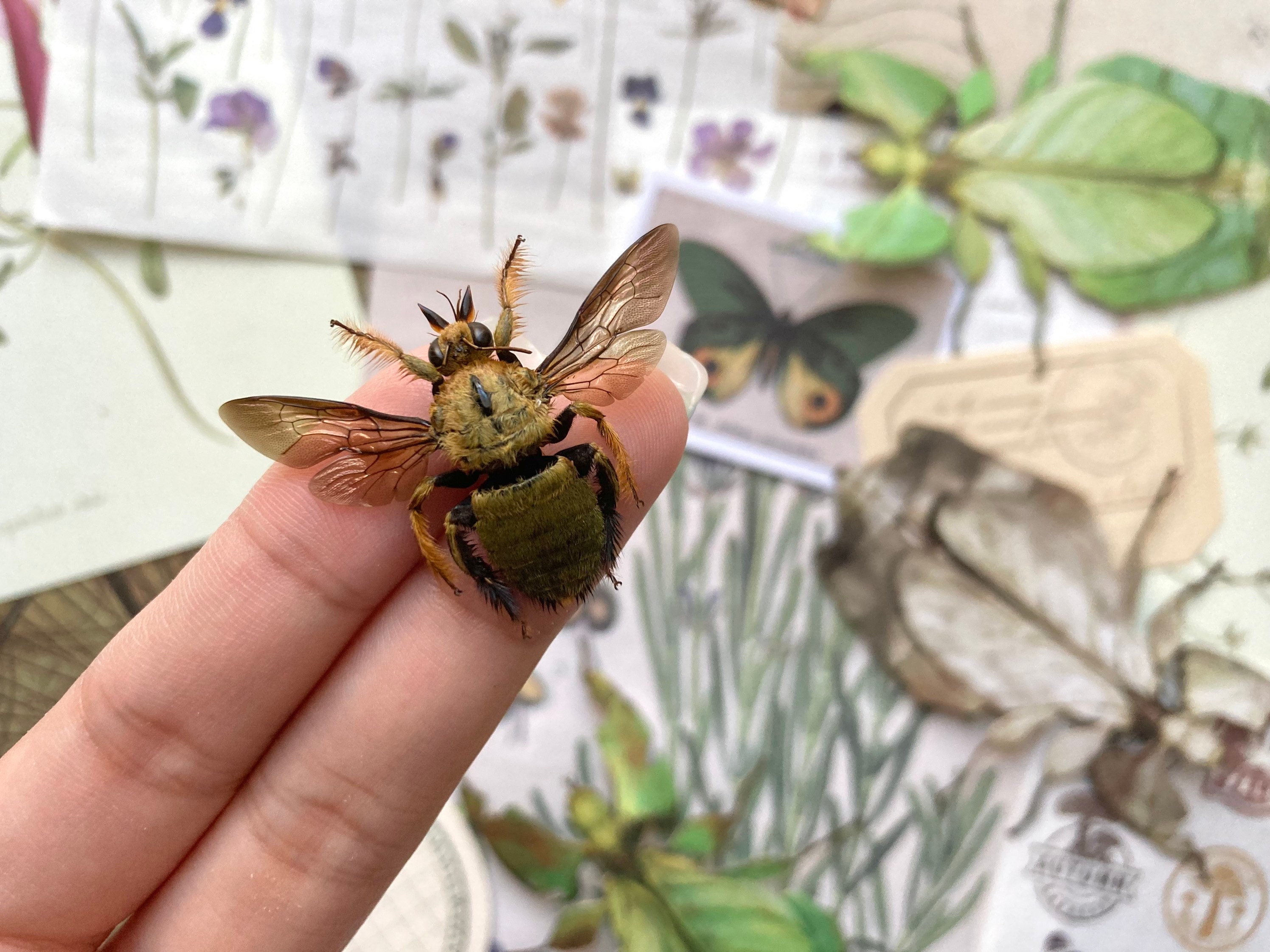 Male Yellow and Gold Carpenter Bee, Xylocopa Aestuans (spread