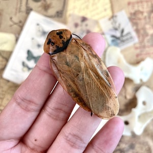 May include: A close-up of a brown and black cockroach with wings. The cockroach is being held by a hand.