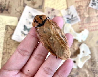 Blaberus giganteus, Giant cockroach, Real Cockroach, Enotmology