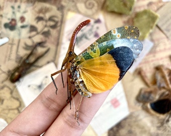 Pyrops candelaria, Unmounted, Green yellow lanternfly, Real lanternfly, Entomology