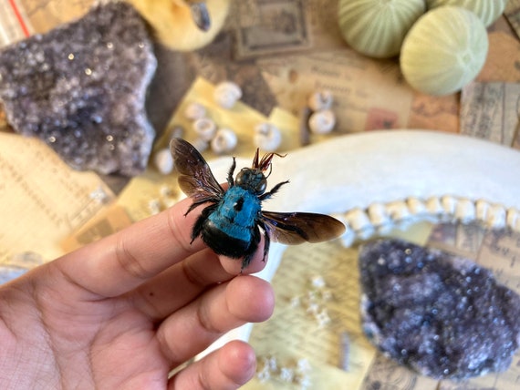 Xylocopa Caerulea, Blue Carpenter Bee, Entomology, Insects