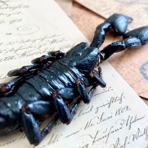 LARGE Heterometrus cyaneus, One Real Giant Indonesian forest scorpion, entomology, taxidermy, art craft, real scorpion image 2