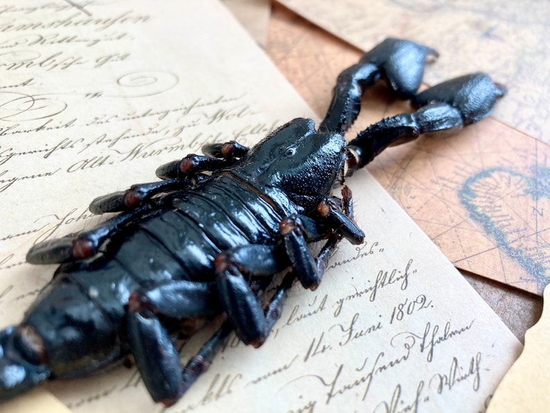 LARGE Heterometrus cyaneus, One Real Giant Indonesian forest scorpion, entomology, taxidermy, art craft, real scorpion image 2