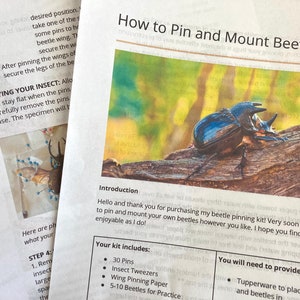 How to Pin and Mount Beetles - Instruction Manual Only! Insect, entomology, Instuction manual, Digital Download