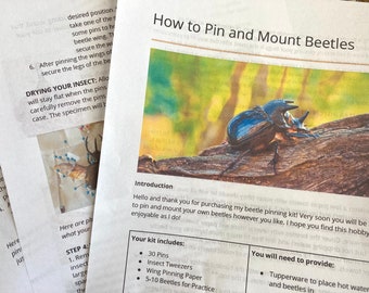 How to Pin and Mount Beetles - Instruction Manual Only! Insect, entomology, Instuction manual, Digital Download