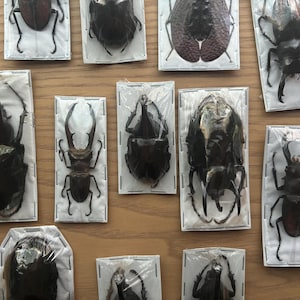 Puede incluir: Una colecci&oacute;n de diez espec&iacute;menes de escarabajos enmarcados, cada uno mostrando una especie diferente. Los escarabajos se muestran sobre fondos blancos con bordes negros. Los marcos est&aacute;n dispuestos en un patr&oacute;n de cuadr&iacute;cula sobre una superficie de madera.