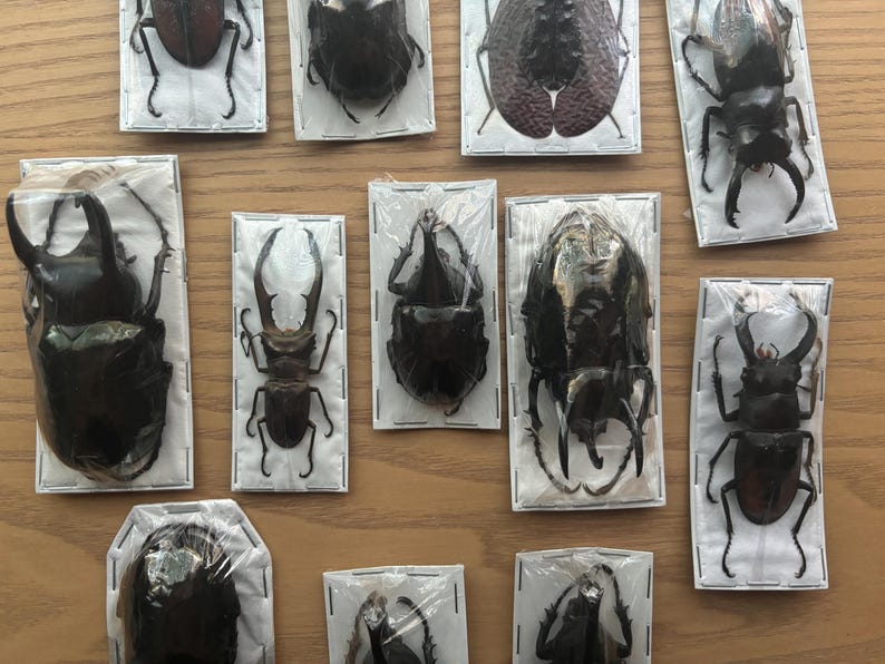 Puede incluir: Una colecci&oacute;n de diez espec&iacute;menes de escarabajos enmarcados, cada uno mostrando una especie diferente. Los escarabajos se muestran sobre fondos blancos con bordes negros. Los marcos est&aacute;n dispuestos en un patr&oacute;n de cuadr&iacute;cula sobre una superficie de madera.