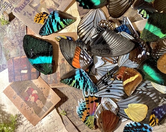 Vraies ailes de papillon de qualité 25, 50, 100 A, Ailes pour travaux manuels, Ailes de papillon laminées, Vraies ailes d'insectes