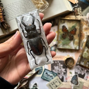 Fighting giant stag beetle, Hexarthrius Parryi, Large Beetle, Horned Beetle, Entomology, Real Insect, Insect art