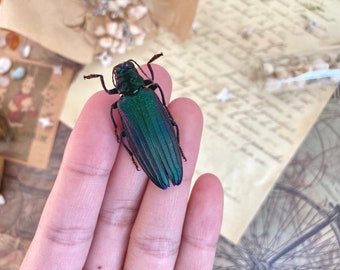 Calodema Suhandae. Jewel Beetle. Scarab Beetle. Buprestidae