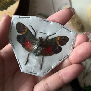 Wings Open Penthicodes farinosa, planthoppers, Aphaeninae (Fulgoridae), Real Plant hopper, Insect, Entomology, Insect art, Science Nature