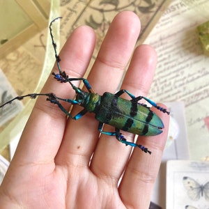 May include: A vibrant, iridescent beetle with a green and black striped body and long antennae. The beetle's legs are a striking blue color. The insect is held in a hand, with a background of vintage ephemera.