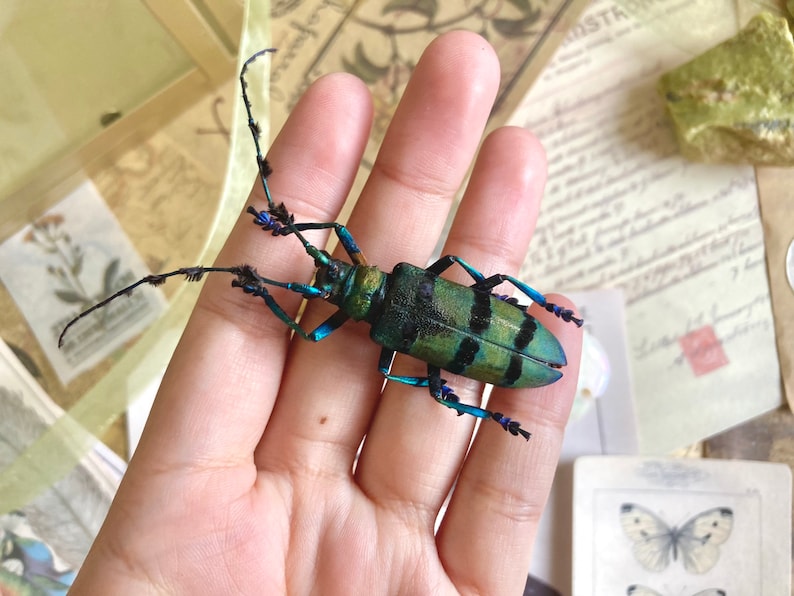 May include: A vibrant, iridescent beetle with a green and black striped body and long antennae. The beetle's legs are a striking blue color. The insect is held in a hand, with a background of vintage ephemera.
