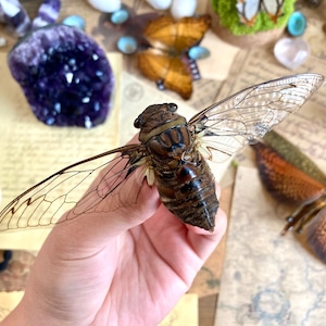 Quesada Gigas, Clearwing unmounted (closed) cicada Peru, Real Cicada, A1 perfect quality
