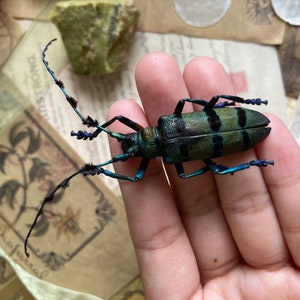 May include: A vibrant, detailed close-up of a longhorn beetle, showcasing a green and black striped body with long antennae. The beetle's legs and antennae have blue and black accents. The insect is held in a hand, with a vintage paper background.