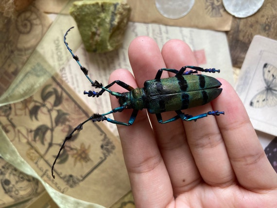 Large Longhorned Beetle, Diastocera Wallichi, Red Under Belly