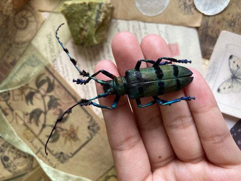 May include: A vibrant, detailed close-up of a longhorn beetle, showcasing a green and black striped body with long antennae. The beetle's legs and antennae have blue and black accents. The insect is held in a hand, with a vintage paper background.