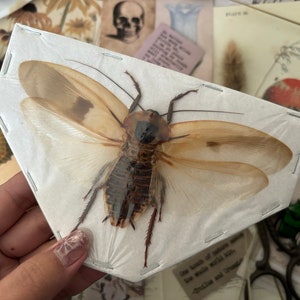 May include: A preserved cockroach with translucent wings mounted on a white card with a decorative border. The cockroach is brown and black with long legs.