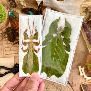 PAIR Phyllium pulchrifolium (Male+Female), Real walking leaf stick bug green indonesian leaf mimic insect