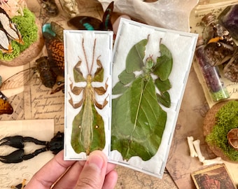 PAIR Phyllium pulchrifolium (Male+Female), Real walking leaf stick bug green indonesian leaf mimic insect