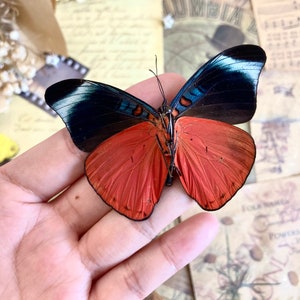 Panacea prola (Red Flasher) Cusco, Butterfly, spread for your project or laminated or unmounted, Red Flasher Peru