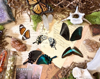 10 A Grade FANCY Real Butterfly Wings - Jewelry Making Supply - Curiosity Collection| Craft Supply - Curiosity Cabinet - Resin Jewelry