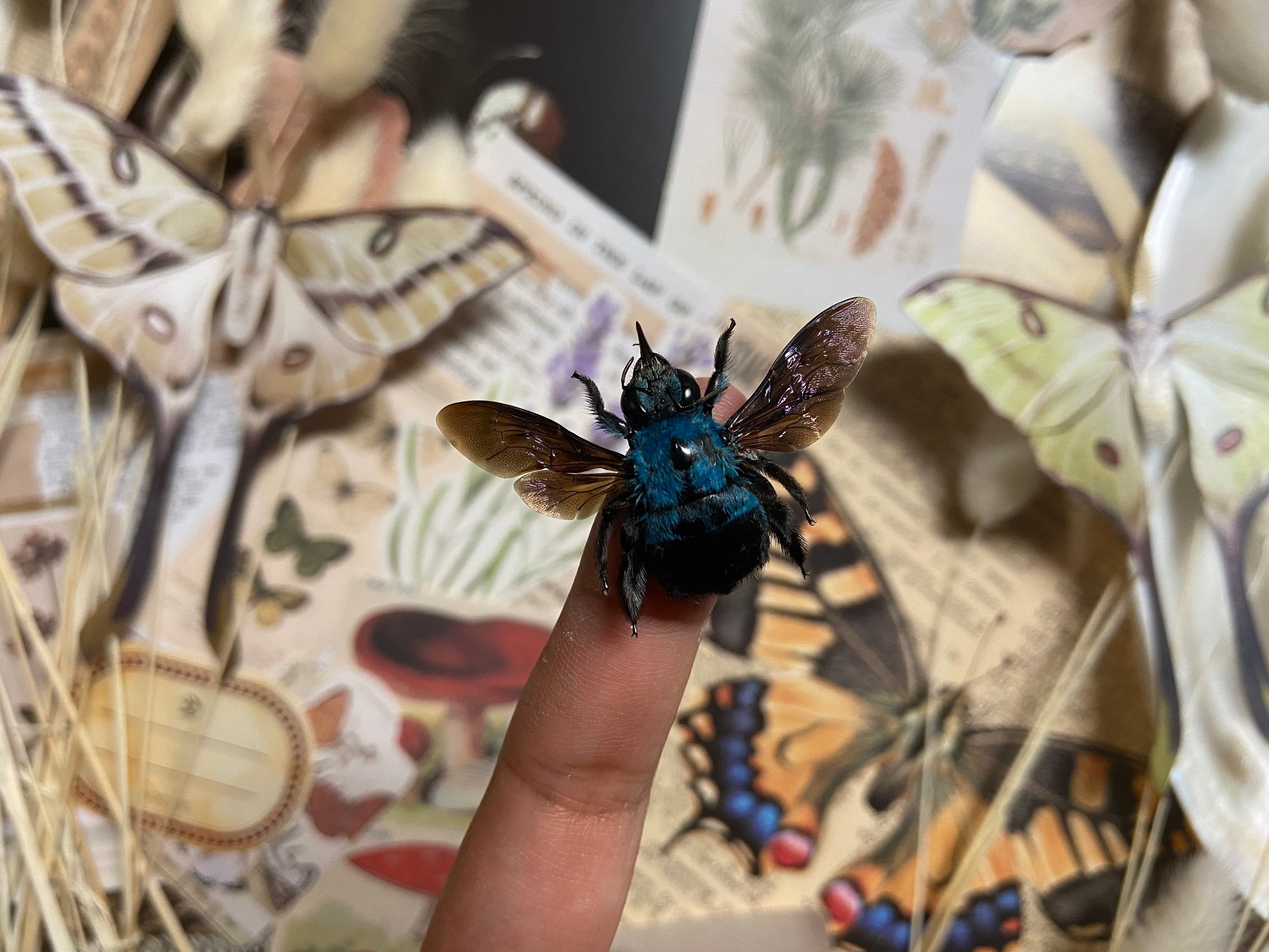 Xylocopa Caerulea, Blue Carpenter Bee, Entomology, Insects