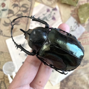 Chalcosoma caucasus janssensi (Sumatra) +50~+55mm, Real atlas Rhinoceros Beetle Wings Closed Unmounted Packaged Insect Wholesale
