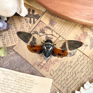 Puede incluir: Un esp&eacute;cimen de insecto cigarra marr&oacute;n y negro fijado a un trozo de papel con texto que dice "El chaparral es una de las plantas m&aacute;s antiguas conocidas. El uso del chaparral es para la curaci&oacute;n y la magia de protecci&oacute;n."