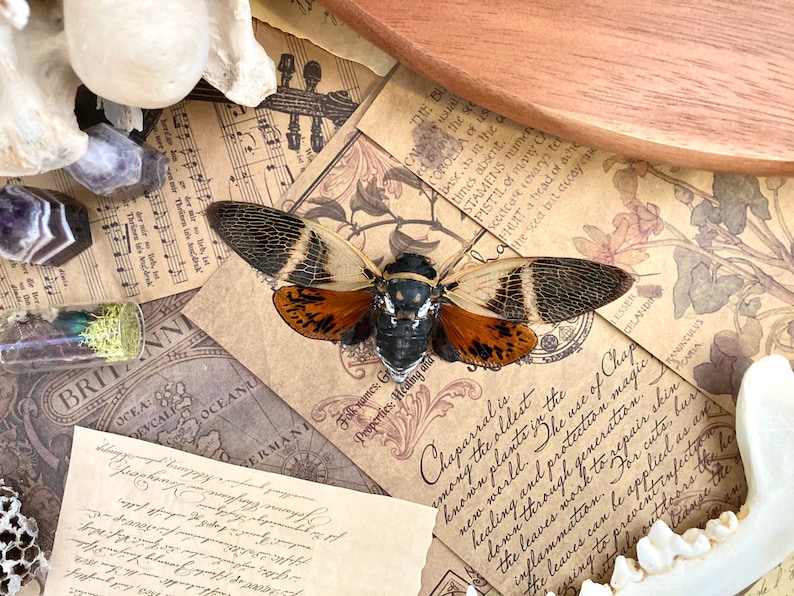 Puede incluir: Un esp&eacute;cimen de insecto cigarra marr&oacute;n y negro fijado a un trozo de papel con texto que dice "El chaparral es una de las plantas m&aacute;s antiguas conocidas. El uso del chaparral es para la curaci&oacute;n y la magia de protecci&oacute;n."