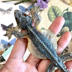 Kuhl's Flying Geckos | Ptychozoon Kuhli | Dry-preserved Spread Specimen ...