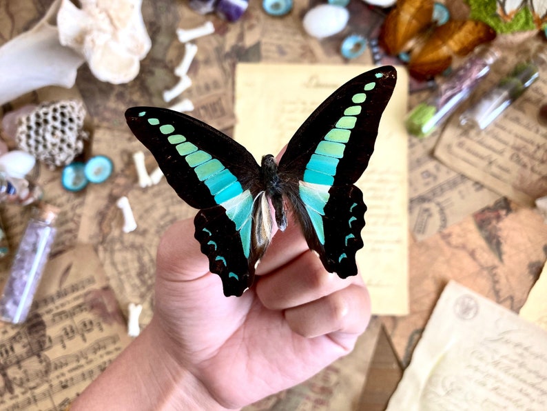 Graphium sarpedon, REAL Bluebottle BUTTERFLY imagem 1