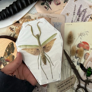 Japanese Giant Mantis, Tenodera Aridifolia, Entomology, Spread and Ready for your Projects