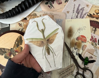 Japanese Giant Mantis, Tenodera Aridifolia, Entomology, Spread and Ready for your Projects