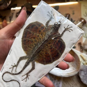 May include: A preserved frilled-neck lizard specimen, encased in a clear, rectangular package. The lizard displays a brown and tan coloration with a prominent frill. The specimen is presented against a white background, showcasing its intricate details.