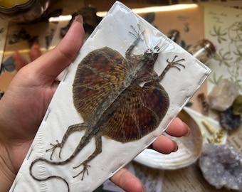 Draco haematopogon (Red-bearded flying lizard), Flying Lizard Dried Specimen, Entomology, Real preserved lizard, curio, oddity