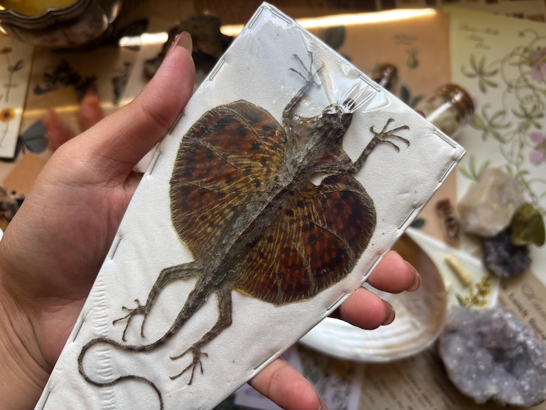 Draco Haematopogon (red-bearded Flying Lizard), Flying Lizard Dried ...