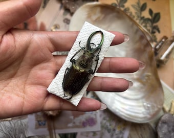 標本 Cameroon Goliathus goliathus 79mm 1 A-1 Goliathus Goliathus 79mm Cameroon Flower Beetle, Real Large
