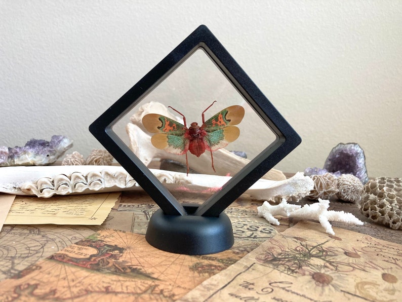 Real Sunburst Lanternfly Entomology Framed Scamandra Thetis