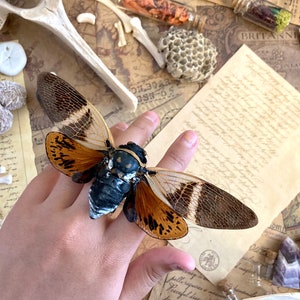 Puede incluir: Un anillo de insecto cicada marr&oacute;n y negro con detalles intrincados. El anillo est&aacute; en una mano sobre un fondo de papel viejo, huesos y cristales.