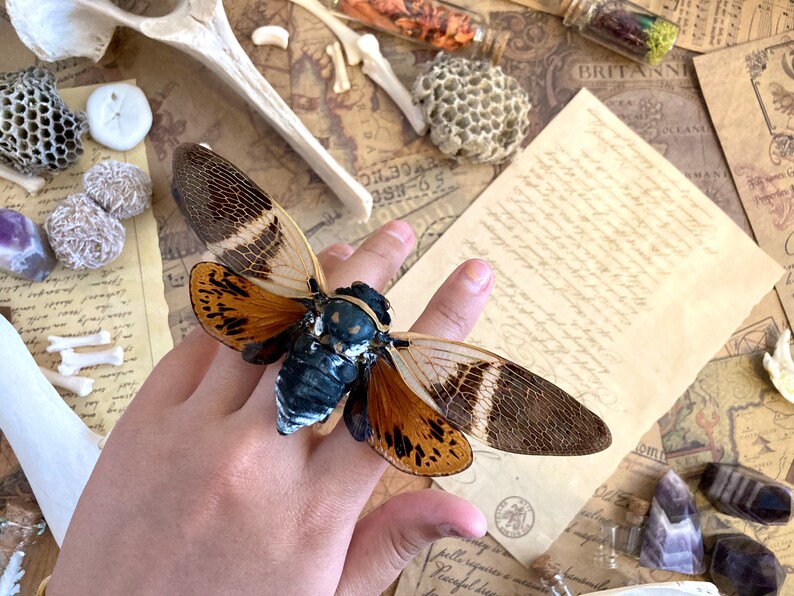 Puede incluir: Un anillo de insecto cicada marr&oacute;n y negro con detalles intrincados. El anillo est&aacute; en una mano sobre un fondo de papel viejo, huesos y cristales.