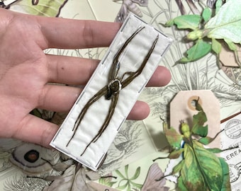 Dolomedes boiei, Real Spider, Arachnid, Entomology, Spider Specimen