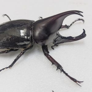 Escarabajos gigantes reales sin montar, machos de Xylotrupes gideon, insecto escarabajo real seco sin montar, entomología, arte de insectos