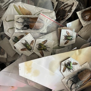 OVERSTOCK CLEARANCE A1-A2 GRADE, Insect Packs, Sale, Insect Packs, Random Assortment Insect Mix, De-stash