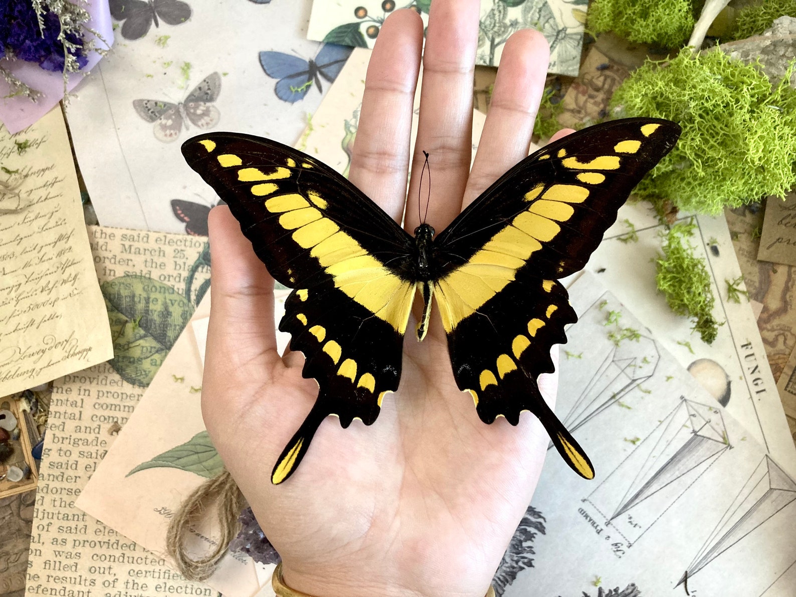 Female Queen Swallowtail In Box Frame (Papilio Androgeus - Foto 10